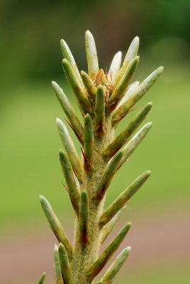 Pinus koraiensis 'Glauca' - borovice korejská - jehlice jaro